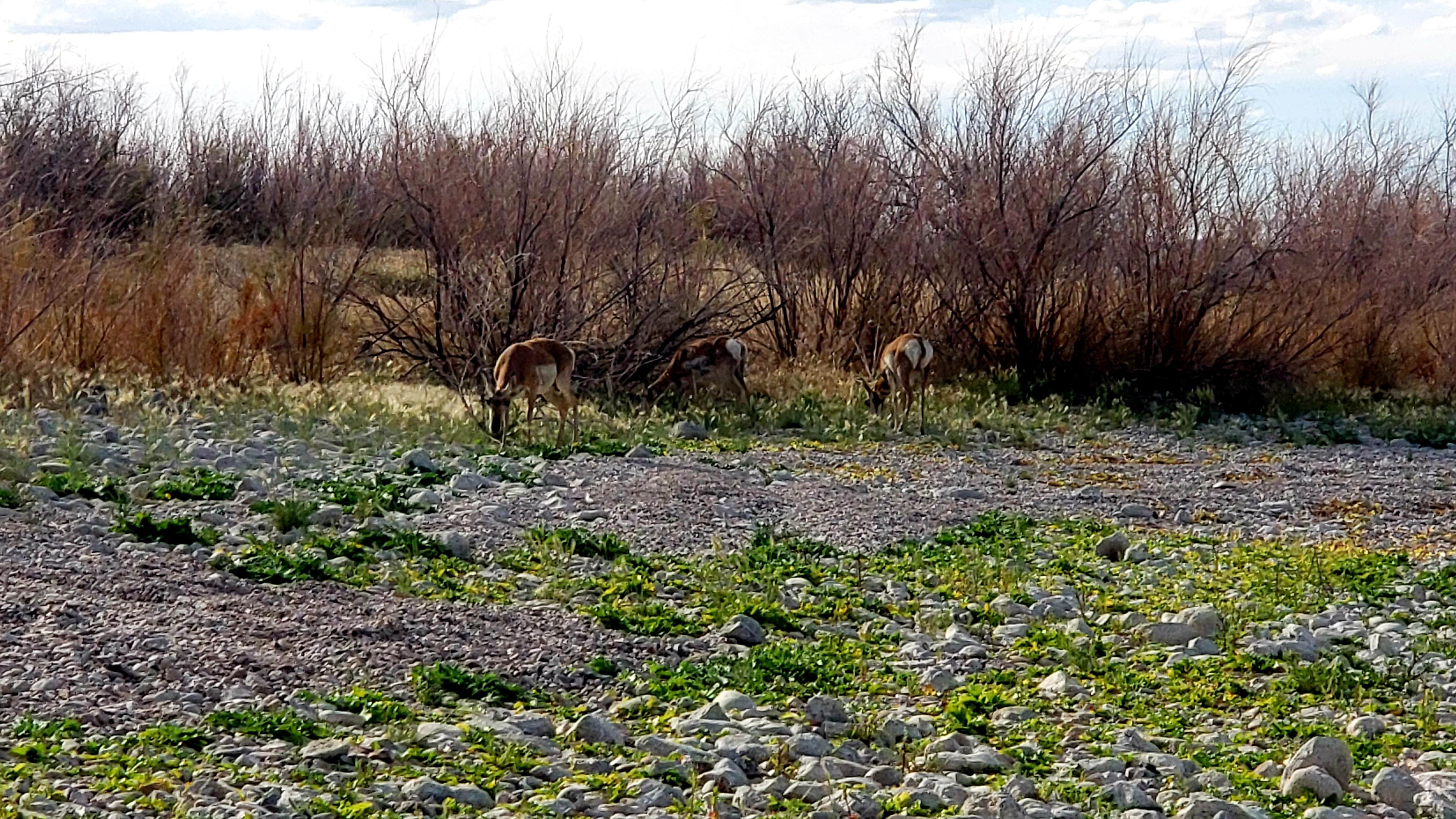 Camper submitted image from Flaming Gorge NRA Dispersed - 4