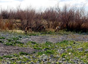Flaming Gorge NRA Dispersed