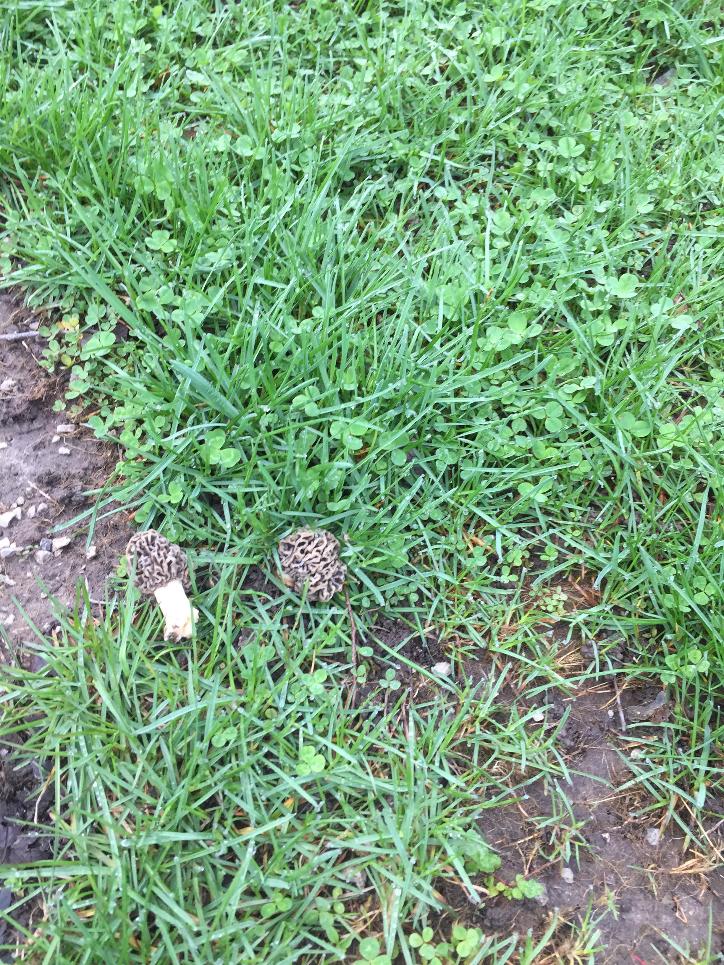 Camper-submitted photo at Rattlesnake near Lebanon, IN