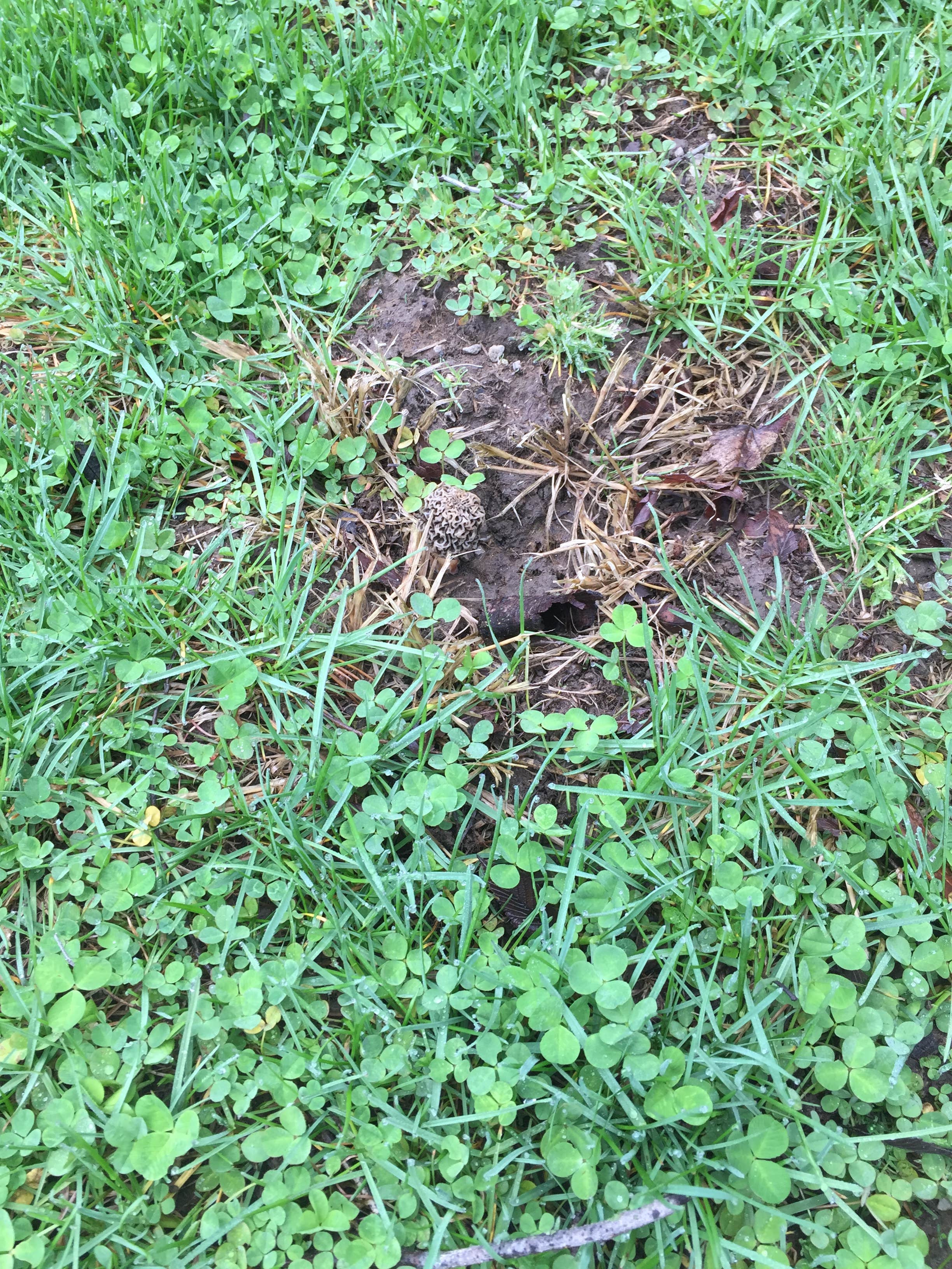 Camping near Lieber State Recreation Area Campground: Rattlesnake, Poland, Indiana