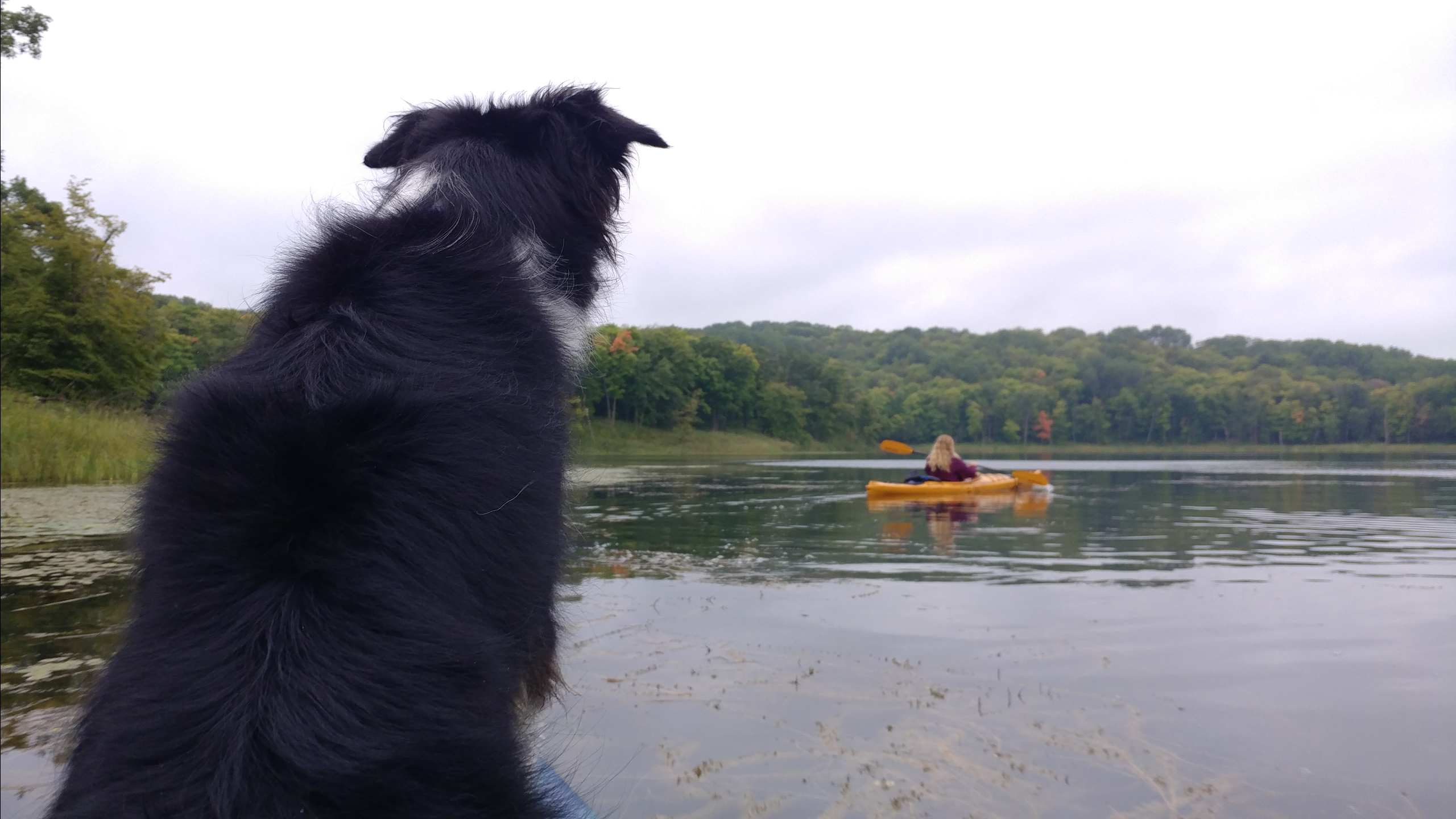 Amie N.'s photo of camping with pets at Maplewood State Park Campground near Glyndon, MN