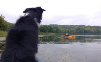 Amie N.'s photo of camping with pets at Maplewood State Park Campground near Battle Lake, MN
