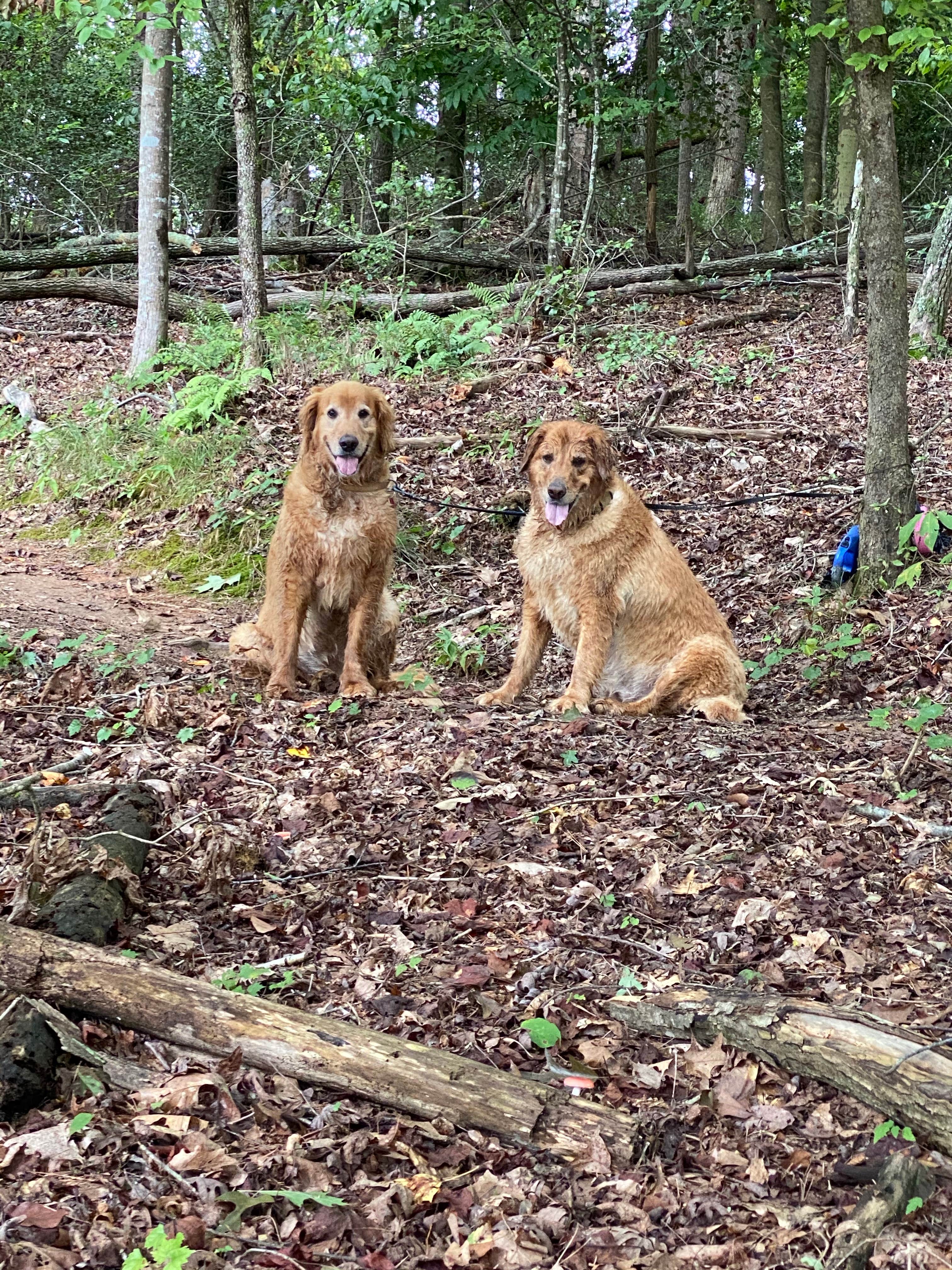 Liz H.'s photo of camping with pets at Don Carter State Park Campground near Chattahoochee-Oconee National Forest