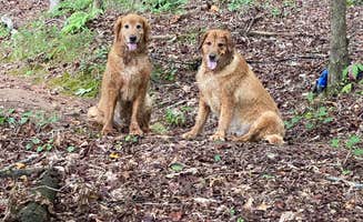 Liz H.'s photo of camping with pets at Don Carter State Park Campground near Baldwin, GA