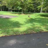 Review photo of Mammoth Cave Campground — Mammoth Cave National Park by Elizabeth V., August 28, 2020