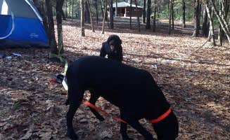 Elizabeth V.'s photo of camping with pets at Cabin Lake County Park near Burgaw, NC