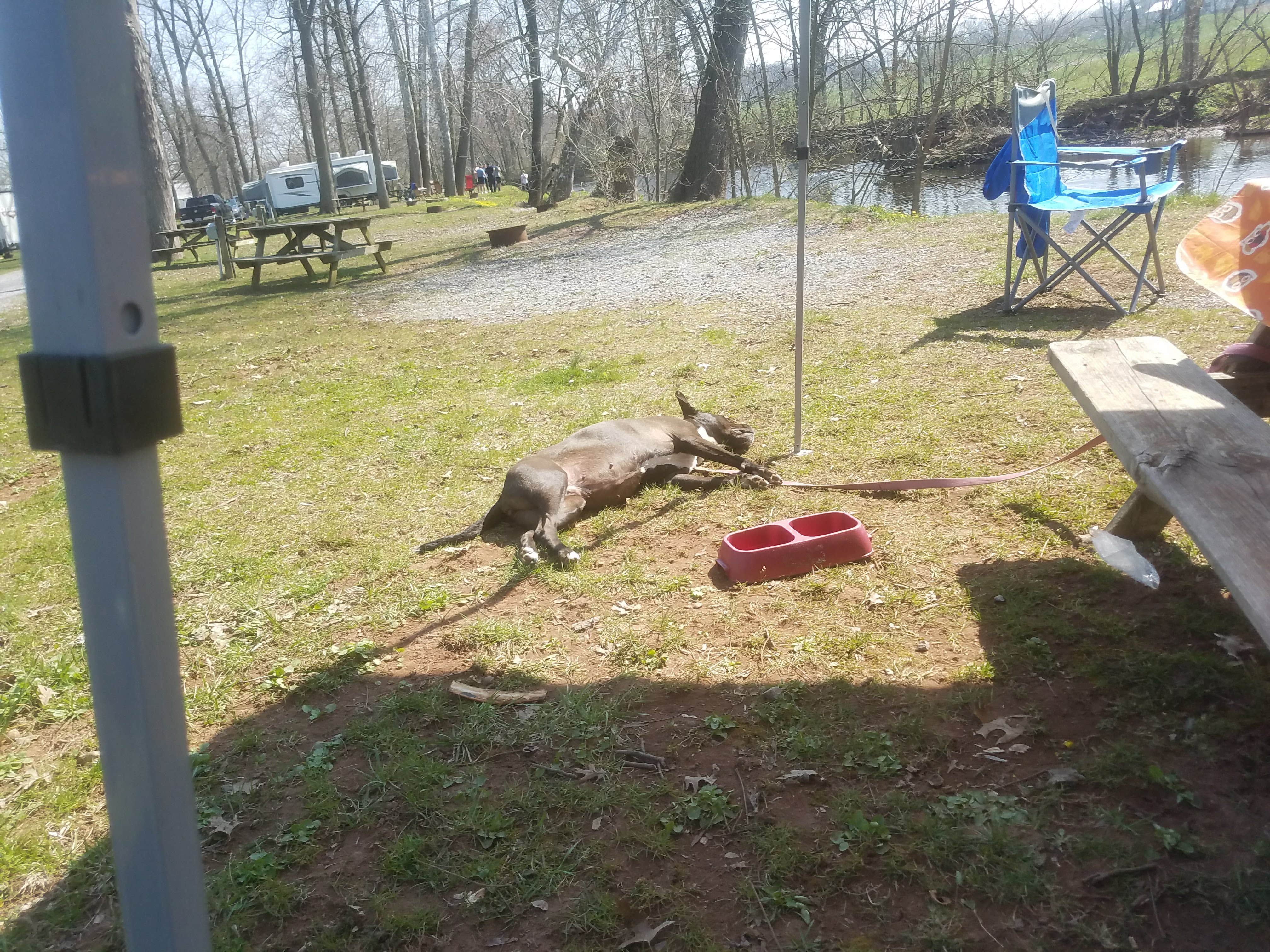Camper submitted image from Red Run Campground - 3