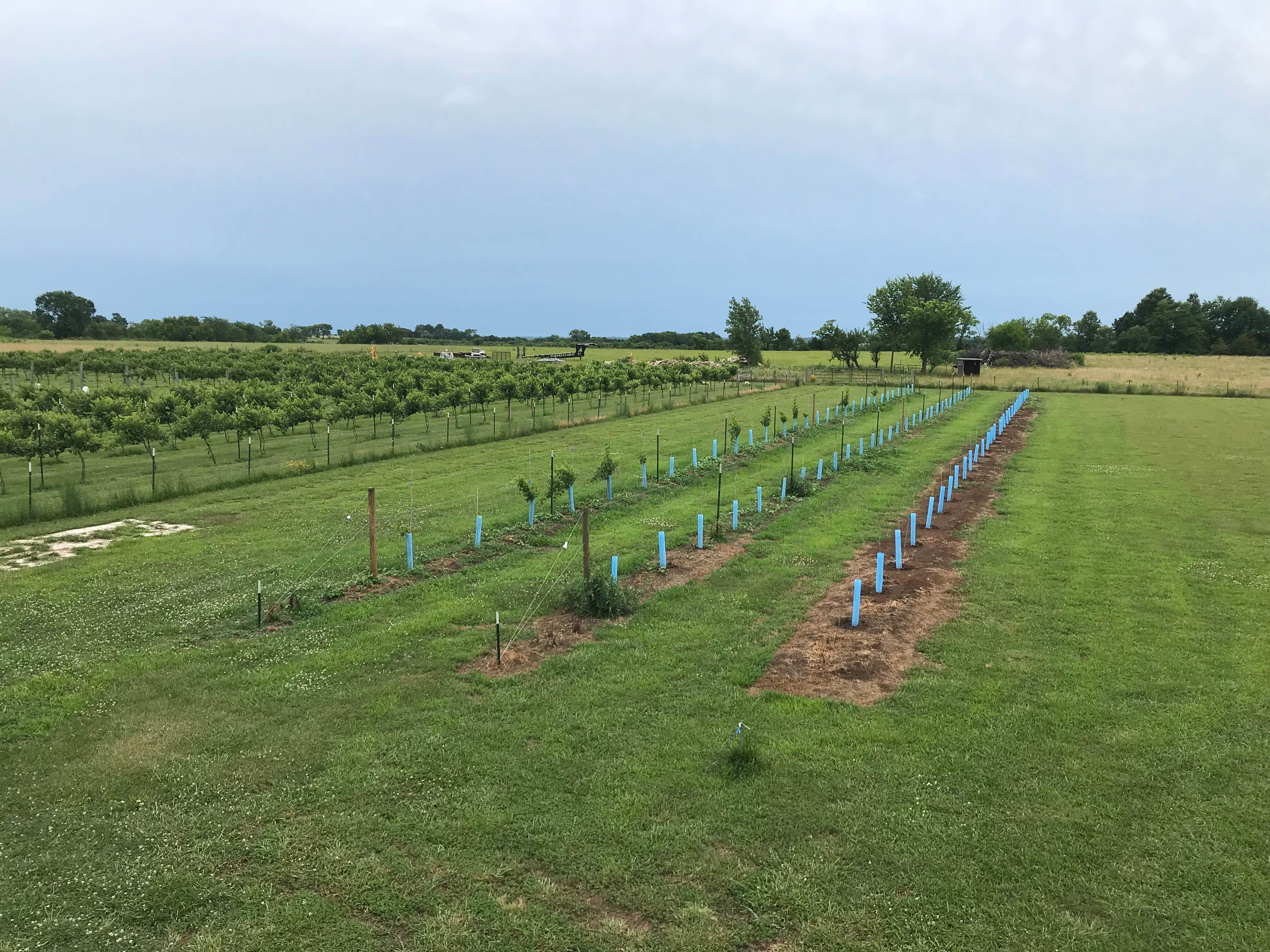 Camper-submitted photo at Vinedo del Alamo WInery near Mound City, KS