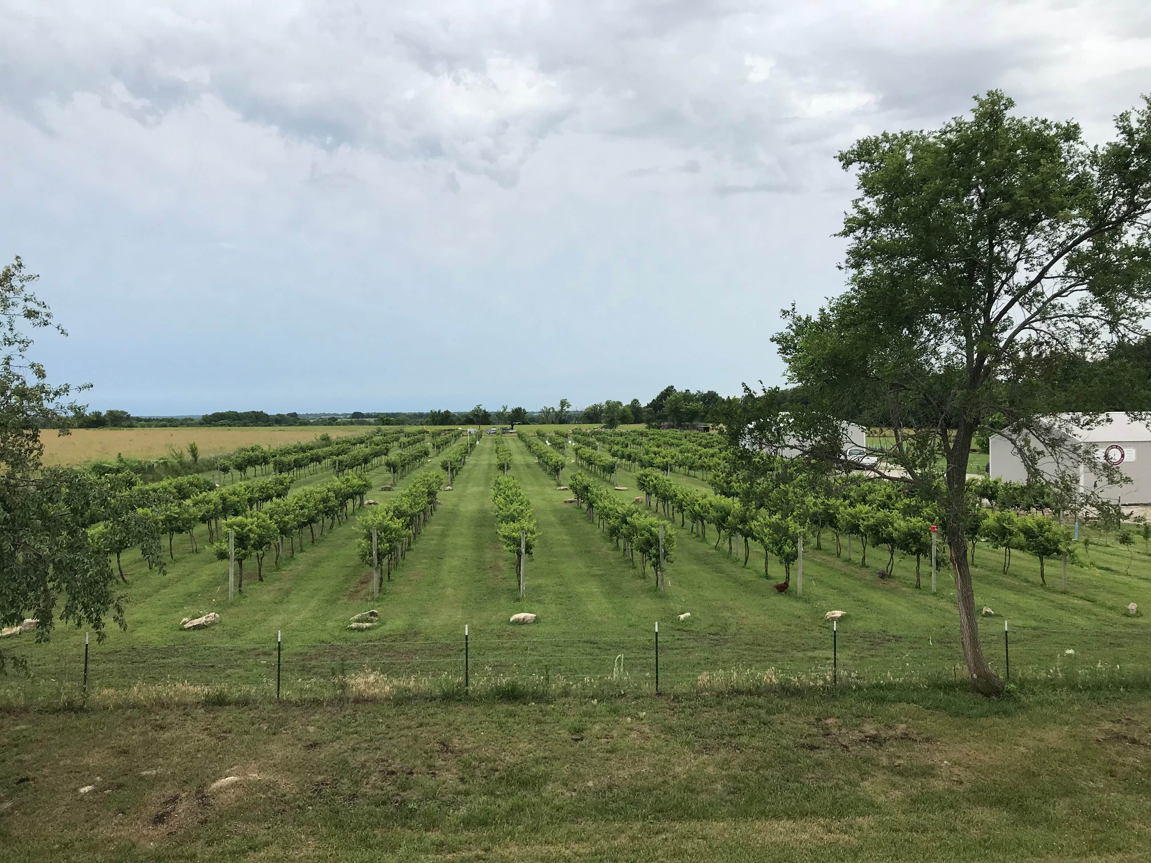 Camping near Pony Express RV Park LLC: Vinedo del Alamo WInery, Fort Scott, Kansas