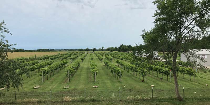 Camper submitted image from Vinedo del Alamo WInery