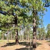 Review photo of Fr 171 Campground by Zachary C., August 28, 2020