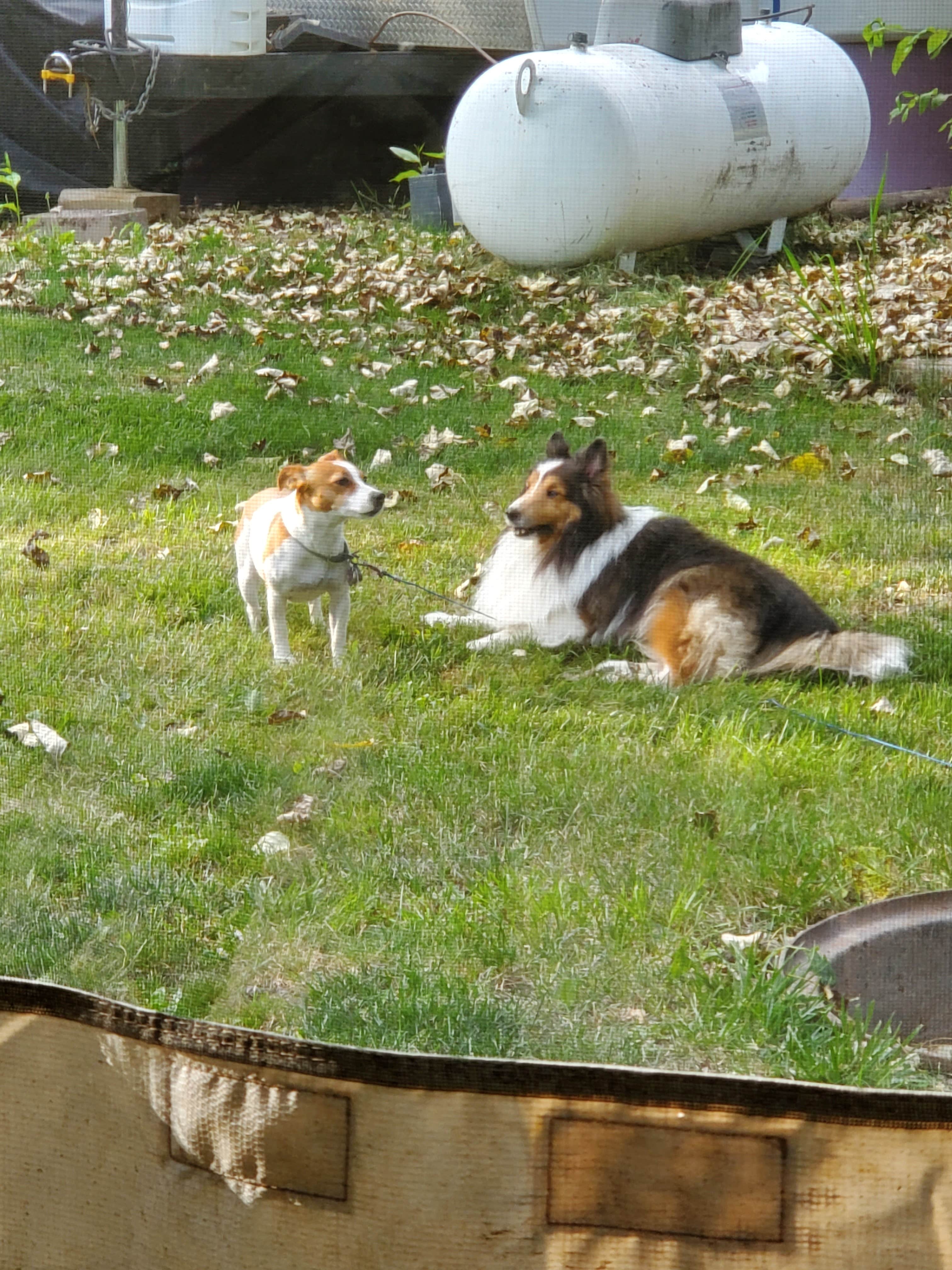 Douglas M.'s photo of camping with pets at Jocko Hollow Campground near Lolo National Forest