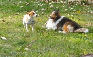 Douglas M.'s photo of camping with pets at Jocko Hollow Campground near Seeley Lake, MT