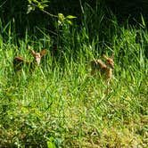 Review photo of Jocko Hollow Campground by Douglas M., August 29, 2020