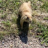 Review photo of Stockade North Campground — Custer State Park by Cheri H., August 29, 2020