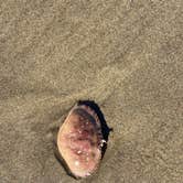 Review photo of Nehalem Bay State Park Campground by Karen L., August 29, 2020