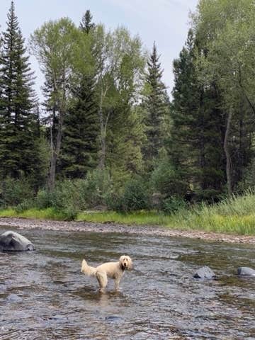 Rebeca H.'s photo of camping with pets at Aspen Glade (rio Grande National Forest, Co) near Antonito, CO