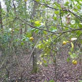 Review photo of Florida / Groveland Richloam WMA - Bay Lake Camp by Jeanene A., May 9, 2018