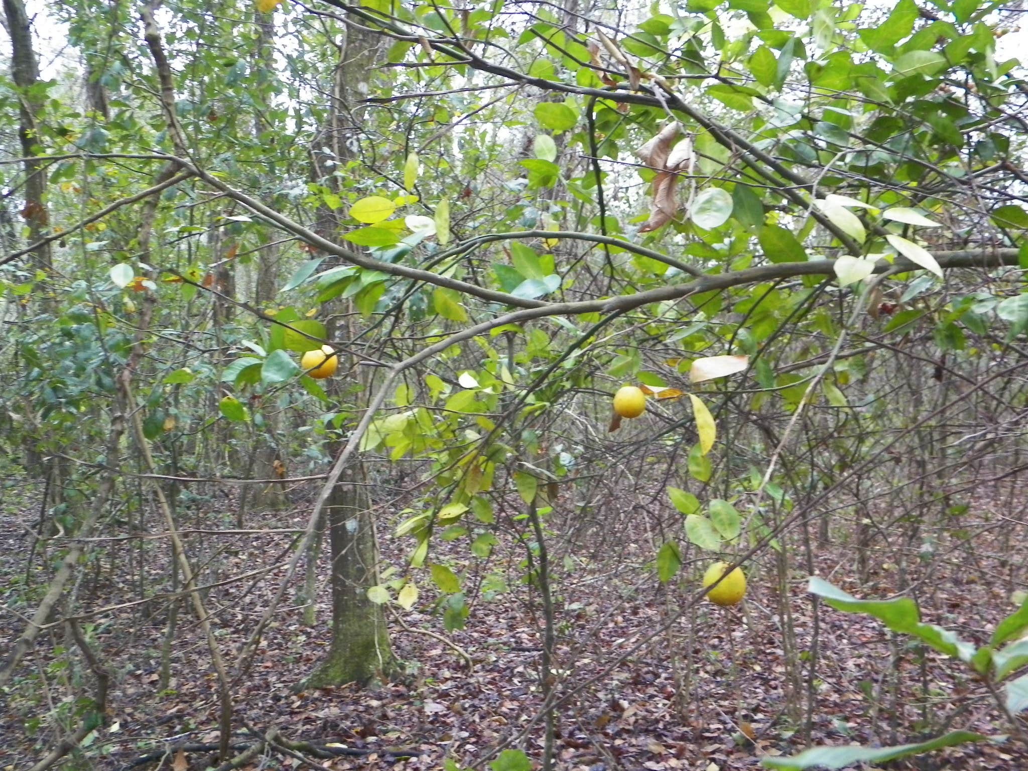 Camper submitted image from Florida / Groveland Richloam WMA - Bay Lake Camp - 4