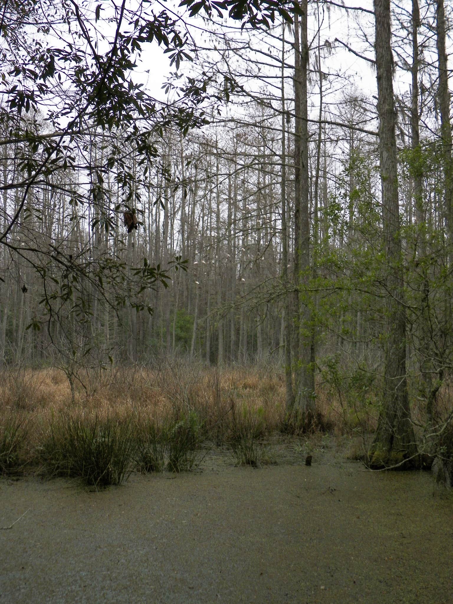 Camper submitted image from Florida / Groveland Richloam WMA - Bay Lake Camp - 1