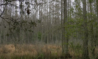 Camping near Hideout at The Green Swamp!: Florida / Groveland Richloam WMA - Bay Lake Camp, Lacoochee, Florida