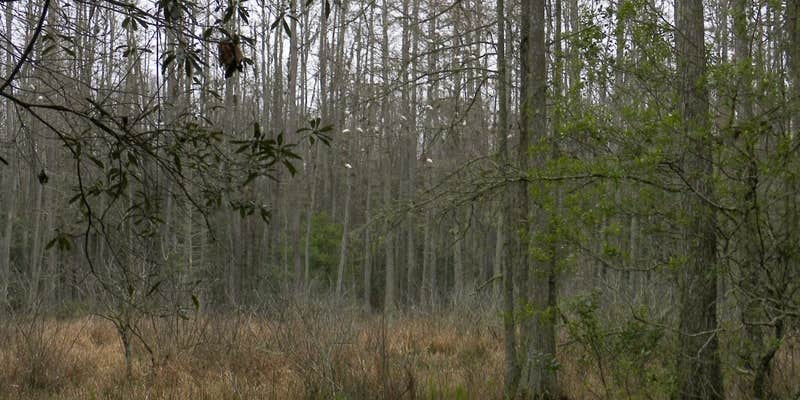 Camper submitted image from Florida / Groveland Richloam WMA - Bay Lake Camp