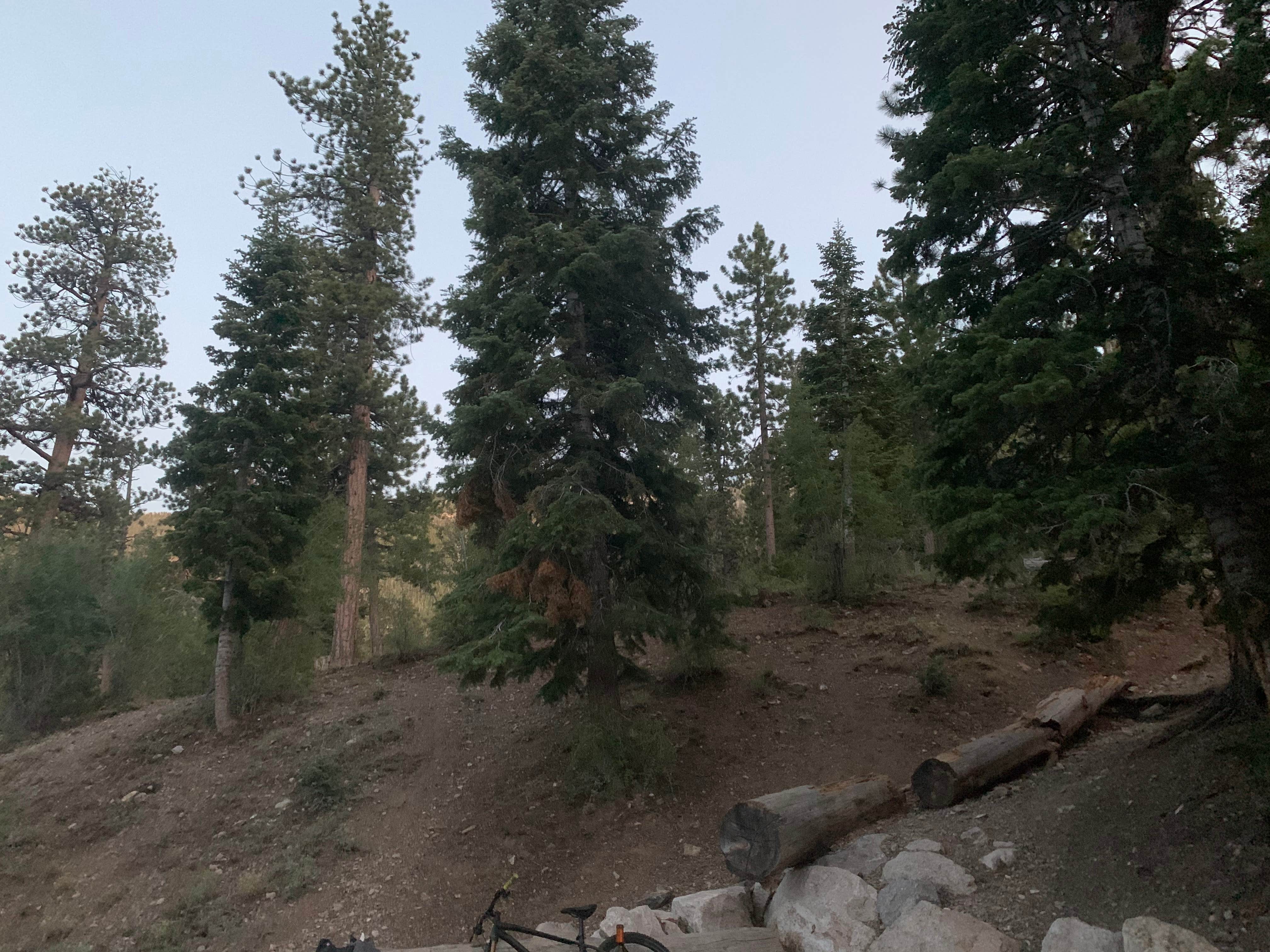 Camper-submitted photo at Toiyabe National Forest McWilliams Campground near Indian Springs, NV