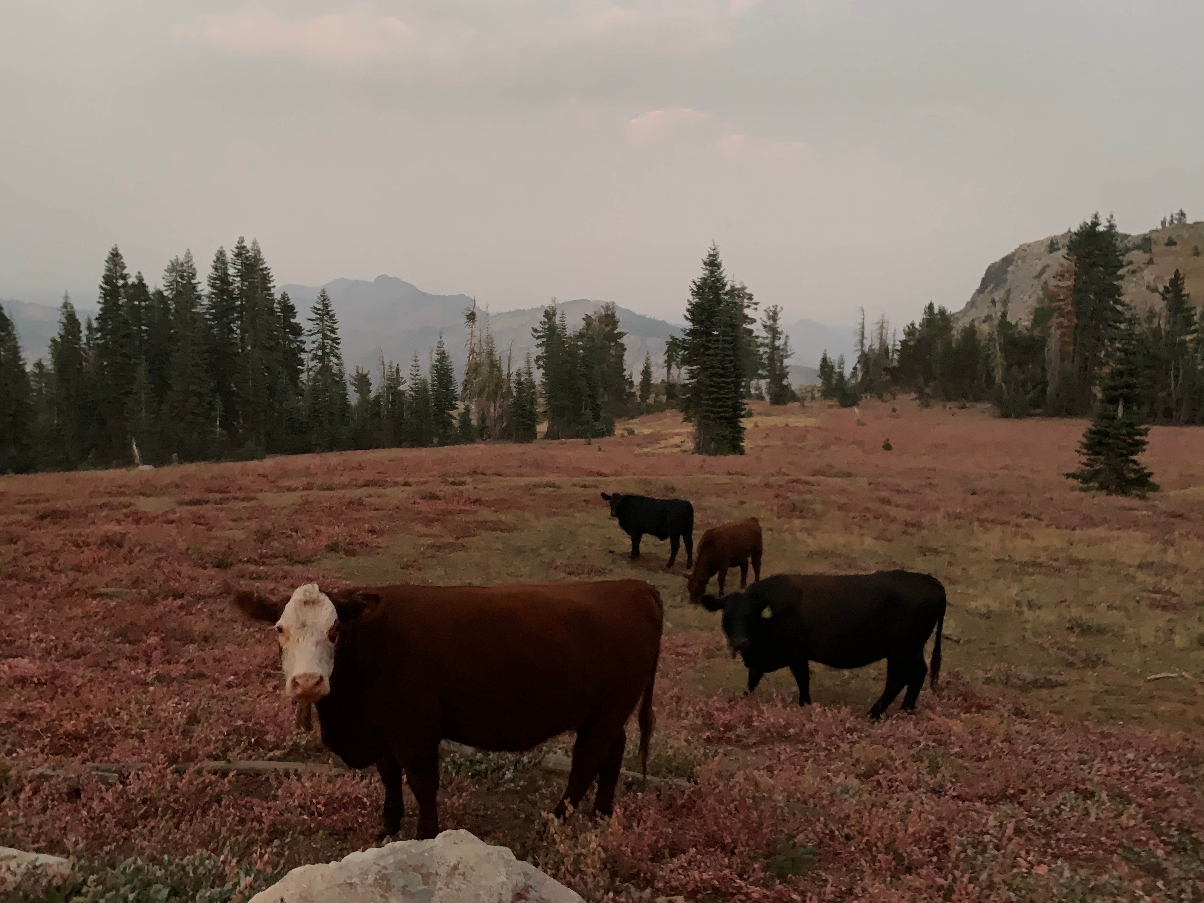 Camper-submitted photo at Grouse Ridge Campground near Washington, CA