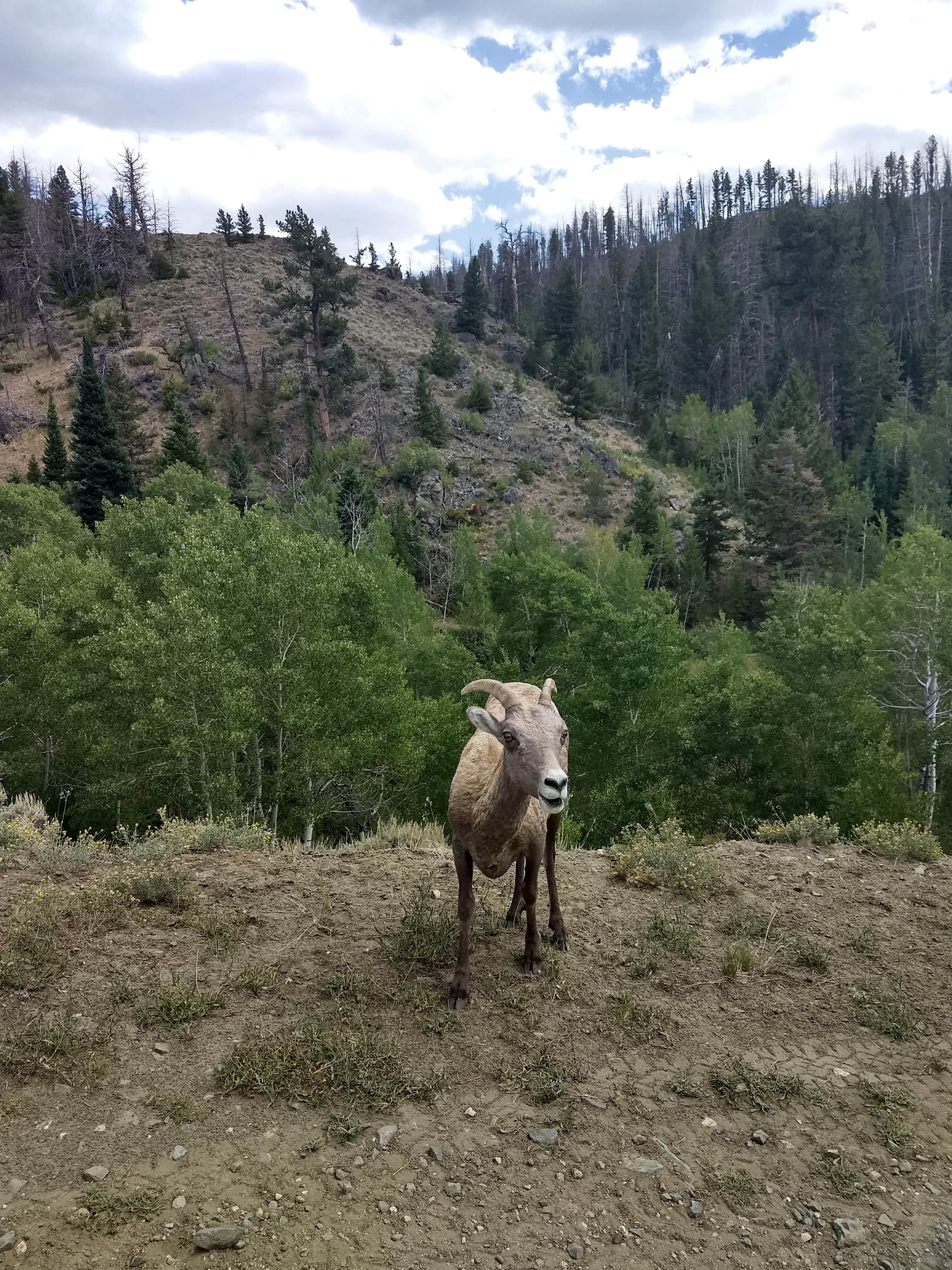 Camping near Little Cabin With a View: Wood Landing Campground, Jelm, Wyoming