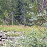 Review photo of Colter Bay Tent Village at Colter Bay Village — Grand Teton National Park by Steve P., August 29, 2020