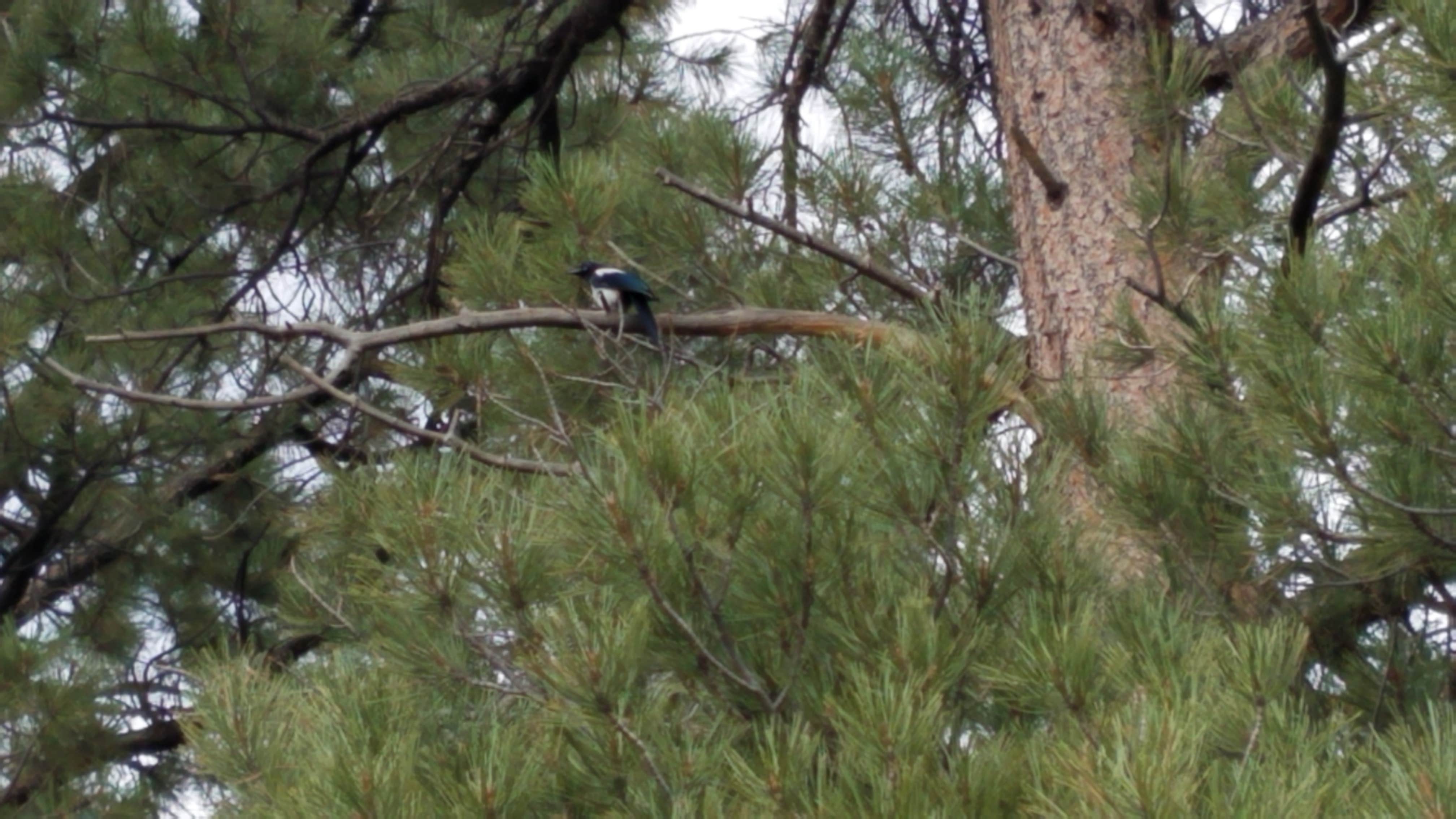 Camper submitted image from Greendale - Ashley National Forest - 5