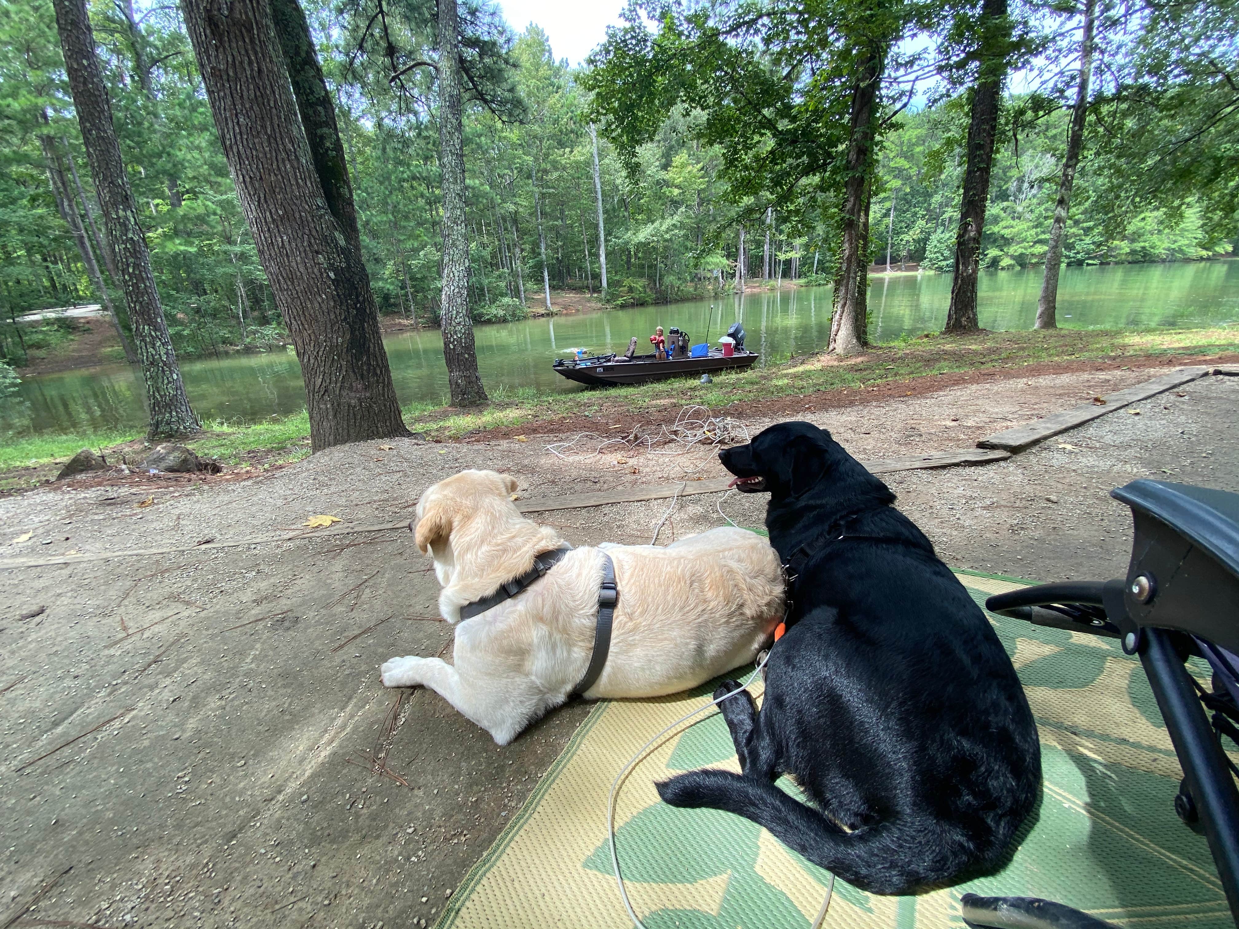 Jimmy L.'s photo of camping with pets at R. Shaefer Heard Campground near Opelika, AL