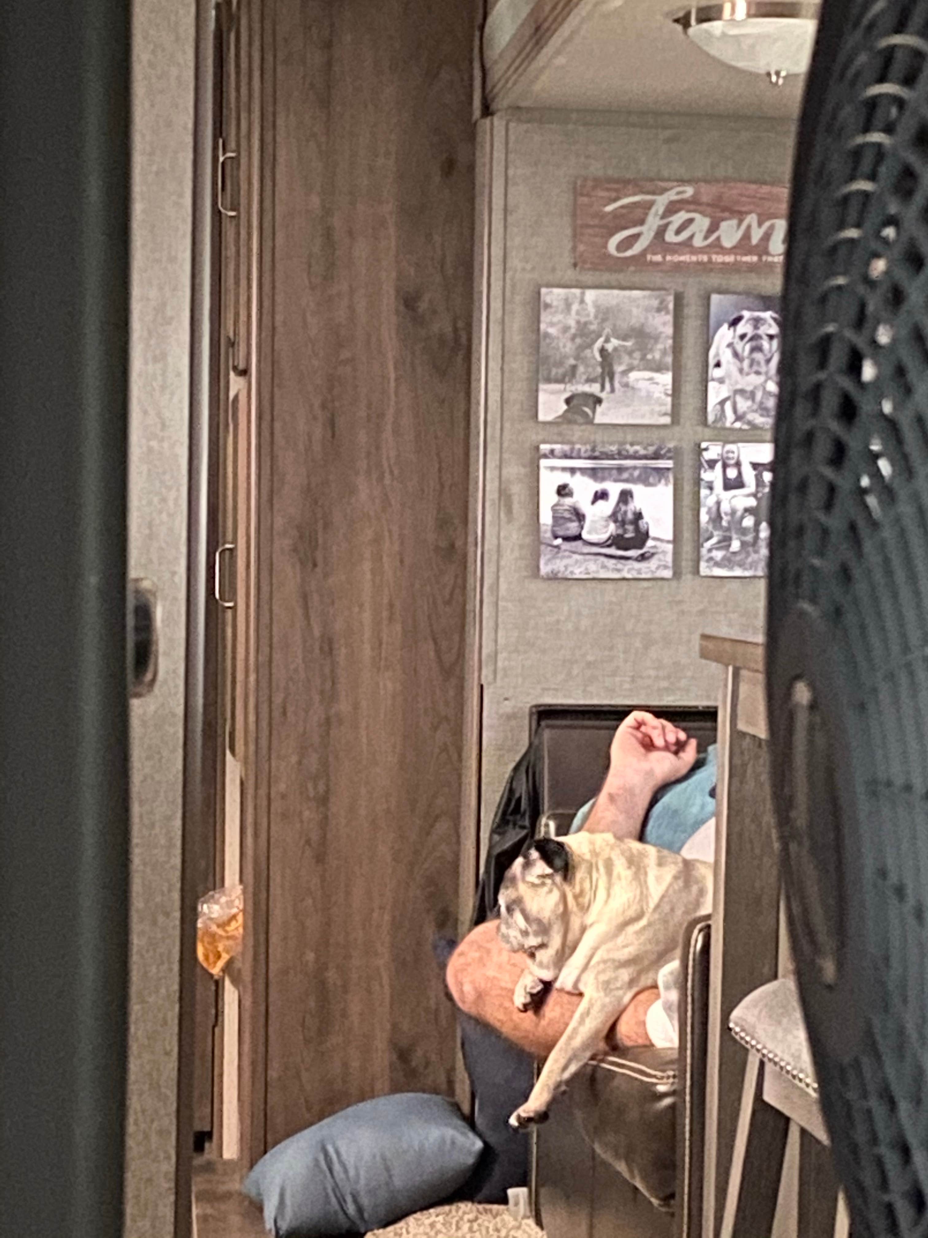 Beth G.'s photo of camping with pets at Waterloo Sugarloaf Modern — Waterloo Recreation Area near Okemos, MI