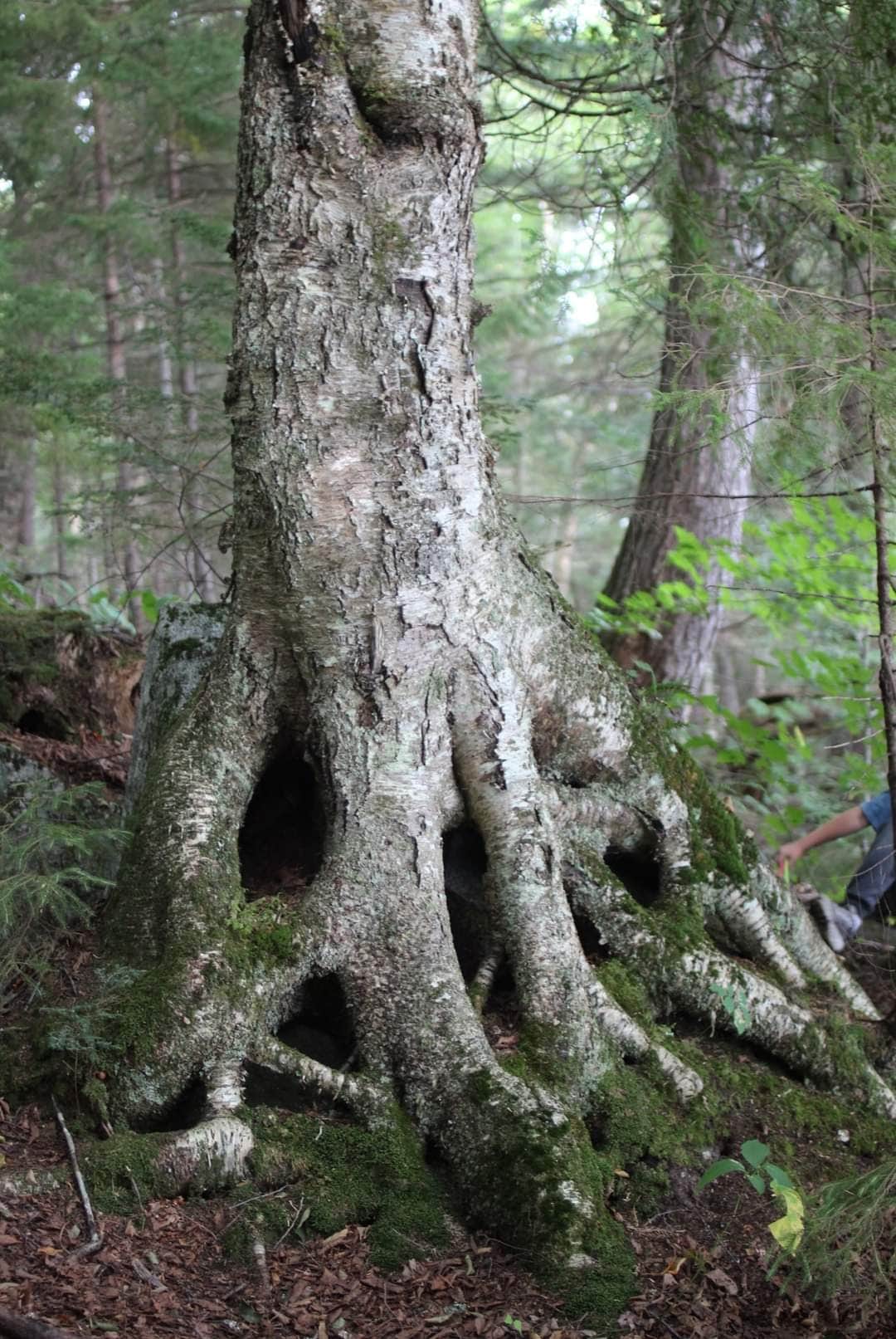 Camper-submitted photo at Maidstone State Park — Maidstone State Forest near West Burke, VT