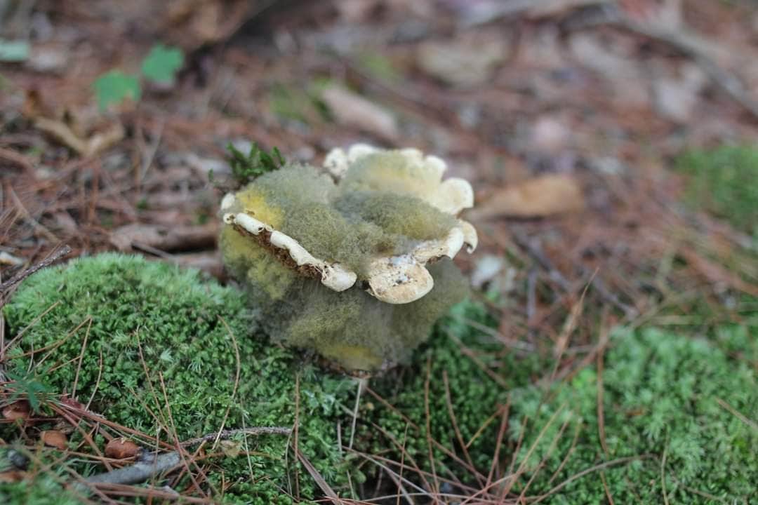 Camper-submitted photo at Maidstone State Park — Maidstone State Forest near West Burke, VT