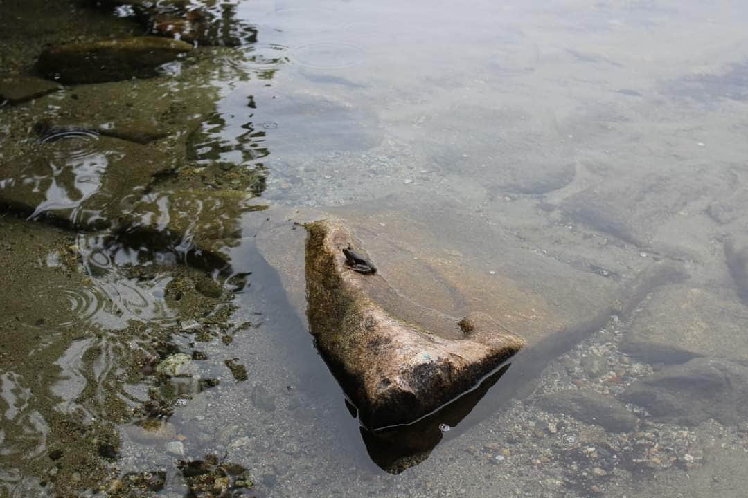 Camping near Riverside Camping & RV Resort: Maidstone State Park — Maidstone State Forest, Groveton, Vermont