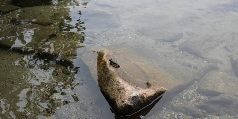 Camper submitted image from Maidstone State Park — Maidstone State Forest