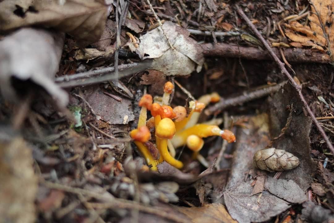 Maidstone State Park — Maidstone State Forest