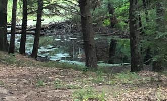 Camping near Sandy Beach County Park: Woods and Water RV Resort, Newaygo, Michigan