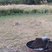 Review photo of Ccc Campground (Nd) — Dakota Prairie National Grasslands by Elizabeth T., August 30, 2020