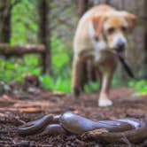 Review photo of Alsea Falls by Tj B., May 10, 2018