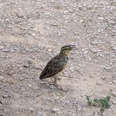 Review photo of Sage Creek Campground by Elizabeth T., August 30, 2020