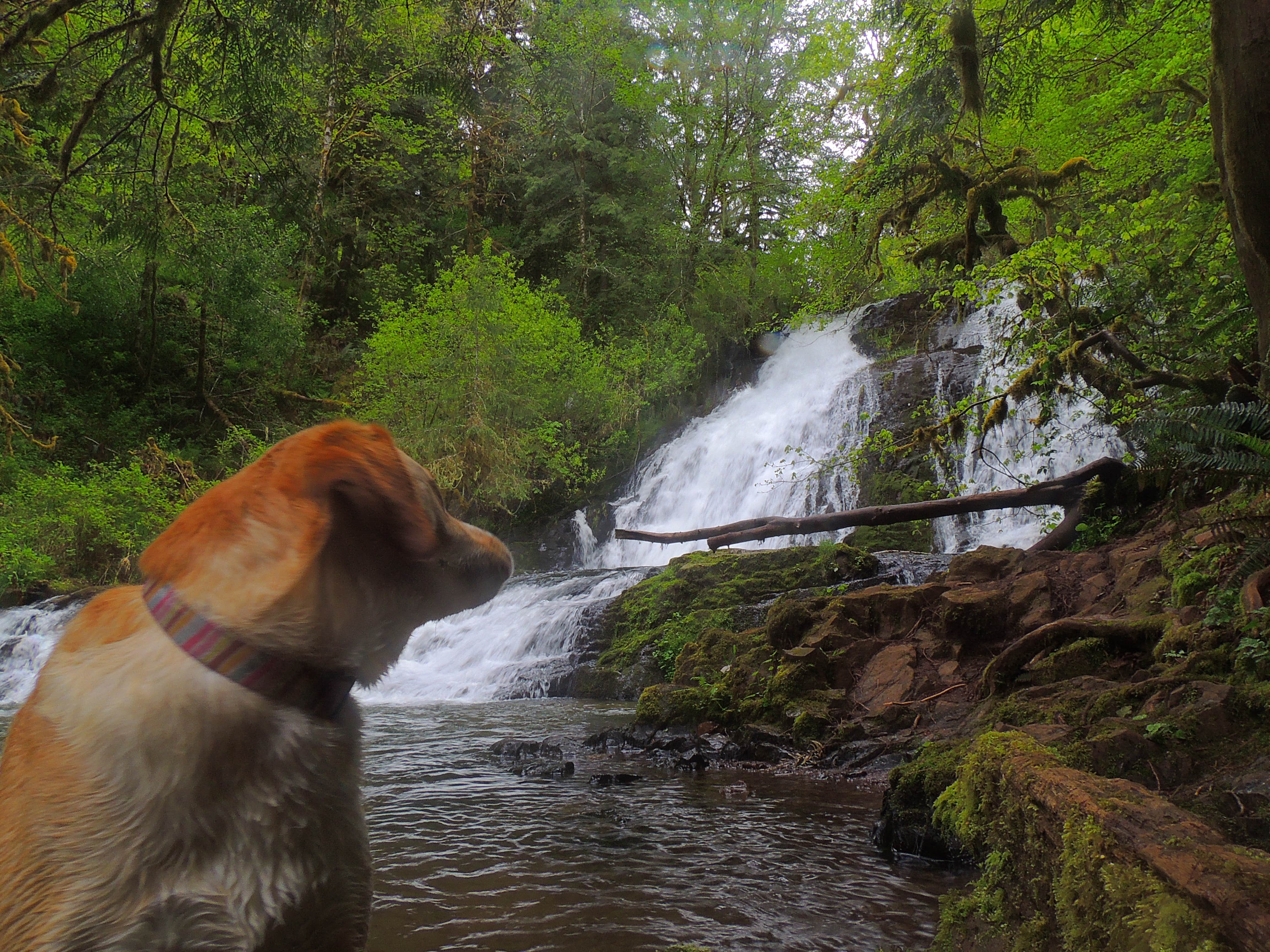 Tj B.'s photo of camping with pets at Alsea Falls near Springfield, OR