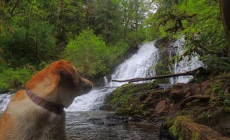Tj B.'s photo of camping with pets at Alsea Falls near Springfield, OR