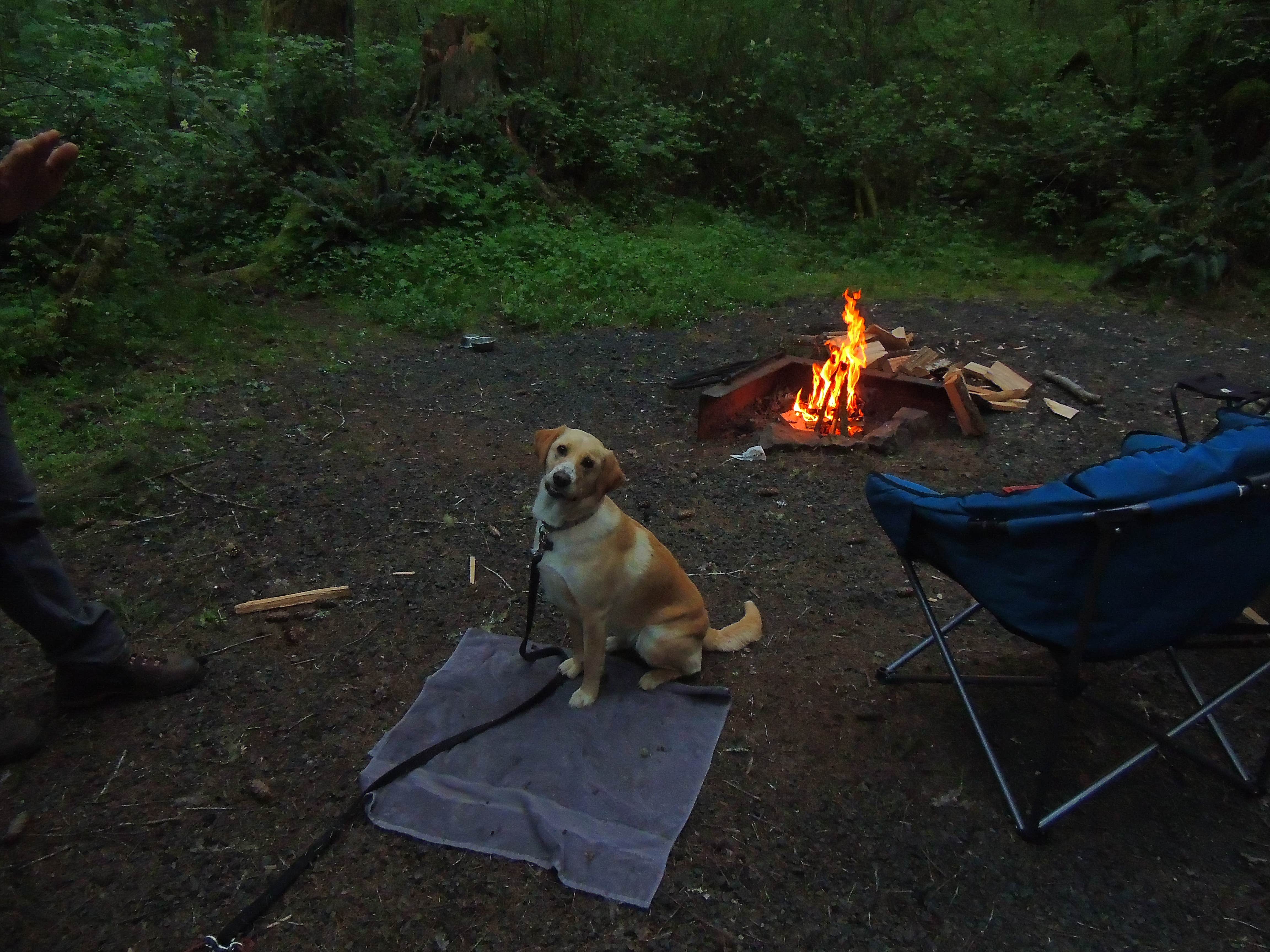 Camper submitted image from Alsea Falls - 3