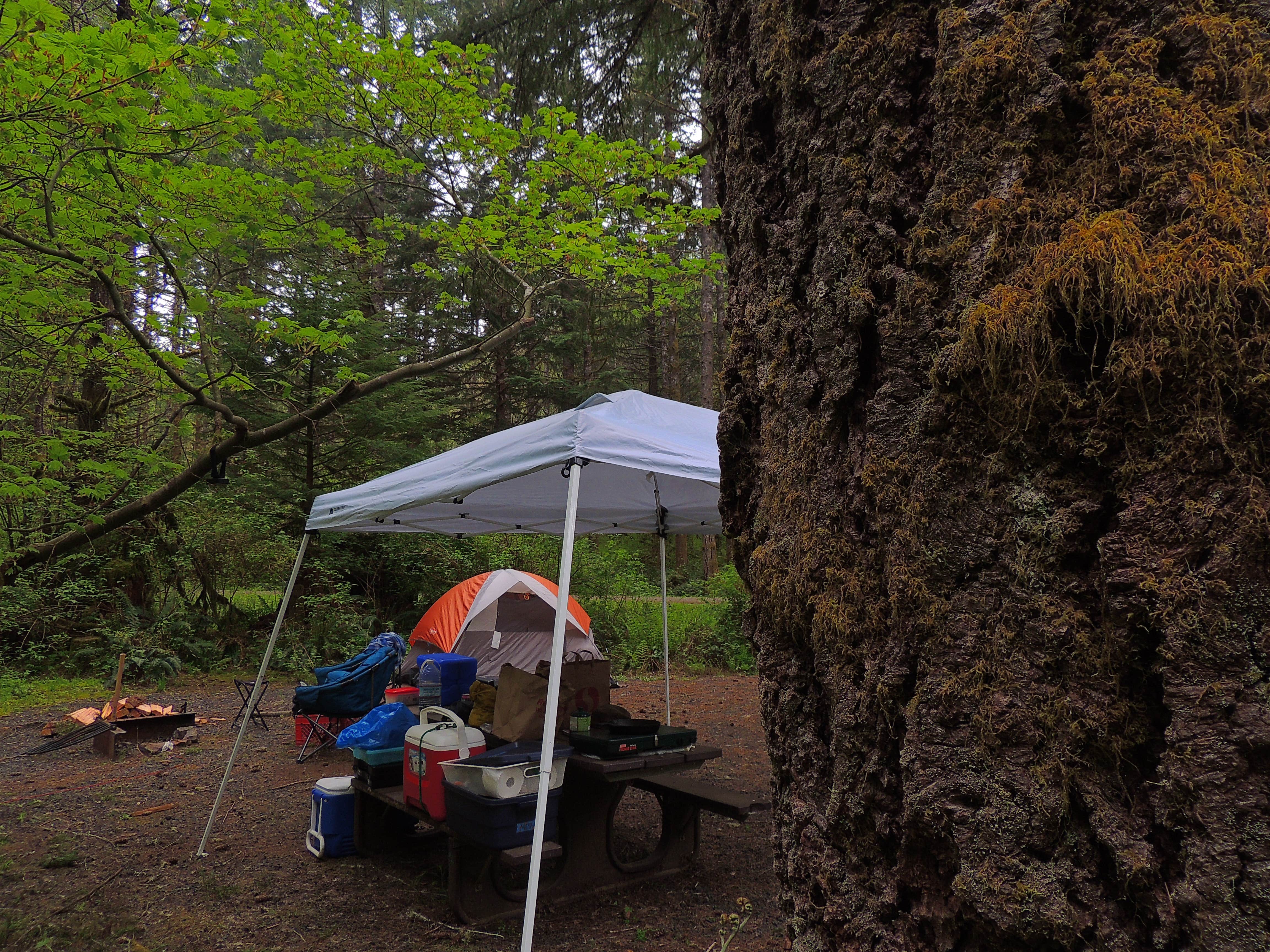 Tj B.'s photo at Alsea Falls near Corvallis, OR