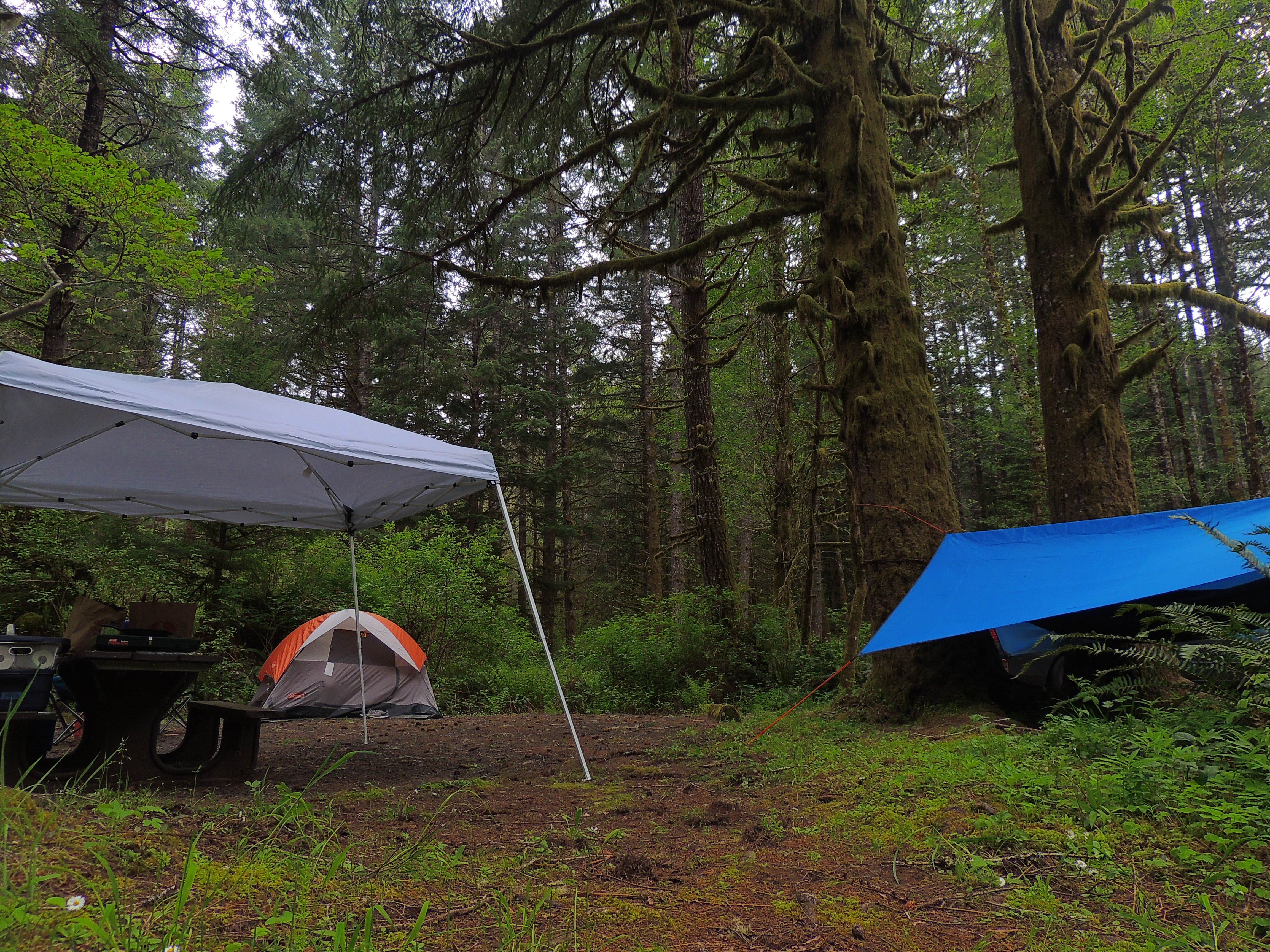 Tj B.'s photo of tent camping at Alsea Falls near Newport, OR