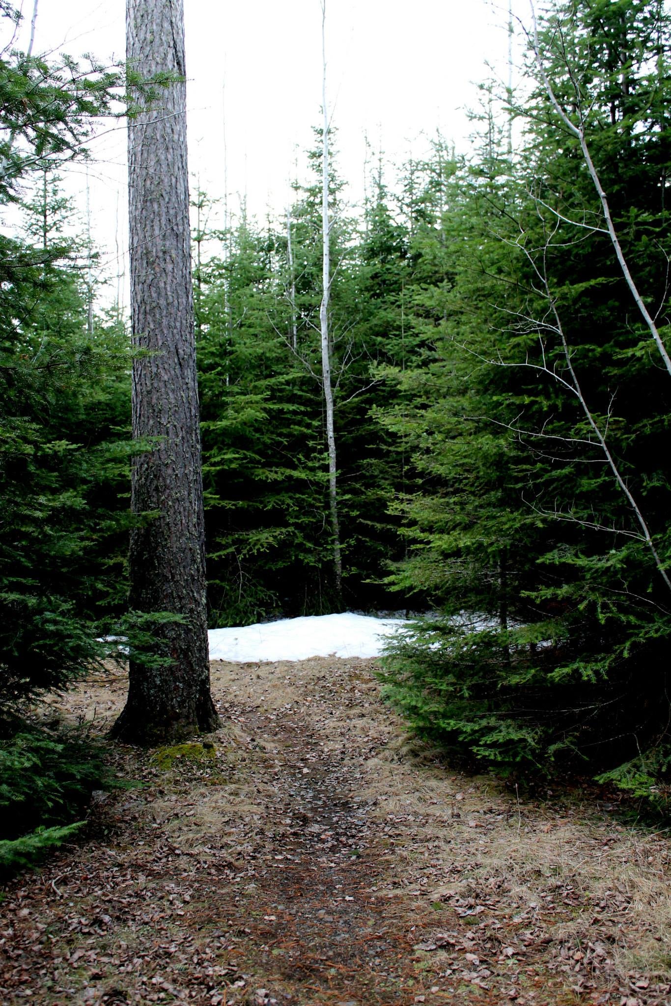 Trail at campsite leading to East Bearskin Lake
