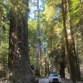 Review photo of Jedidiah Smith Campground — Redwood National Park by Tyler M., August 30, 2020