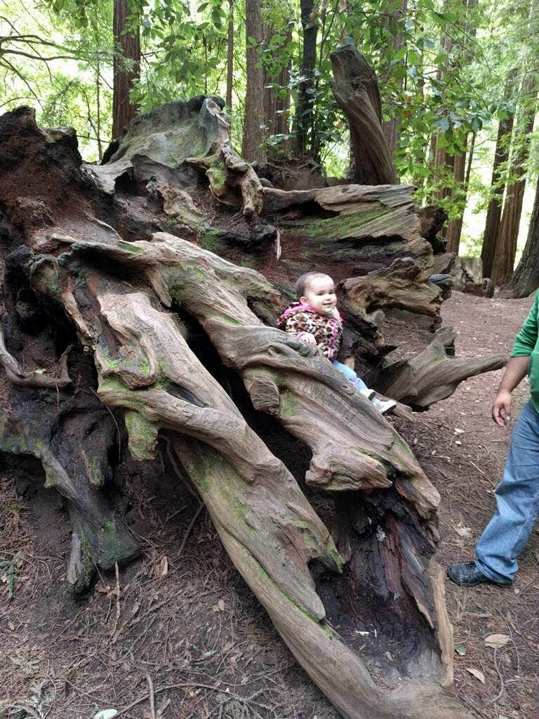 Camper-submitted photo at San Mateo Memorial Park near Woodside, CA